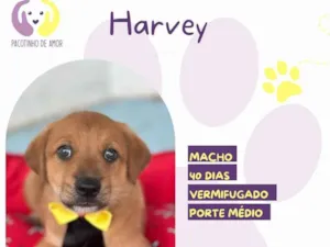 Cachorro raça SRD-ViraLata idade Abaixo de 2 meses nome Harvey