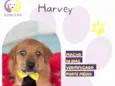 Harvey