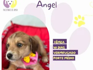Cachorro raça SRD-ViraLata idade Abaixo de 2 meses nome Angel