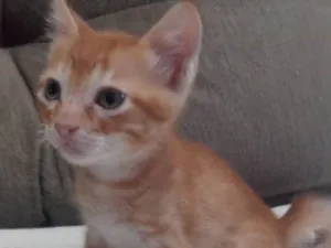 Gato raça Srd idade Abaixo de 2 meses nome Juliano