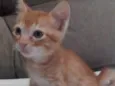 Juliano