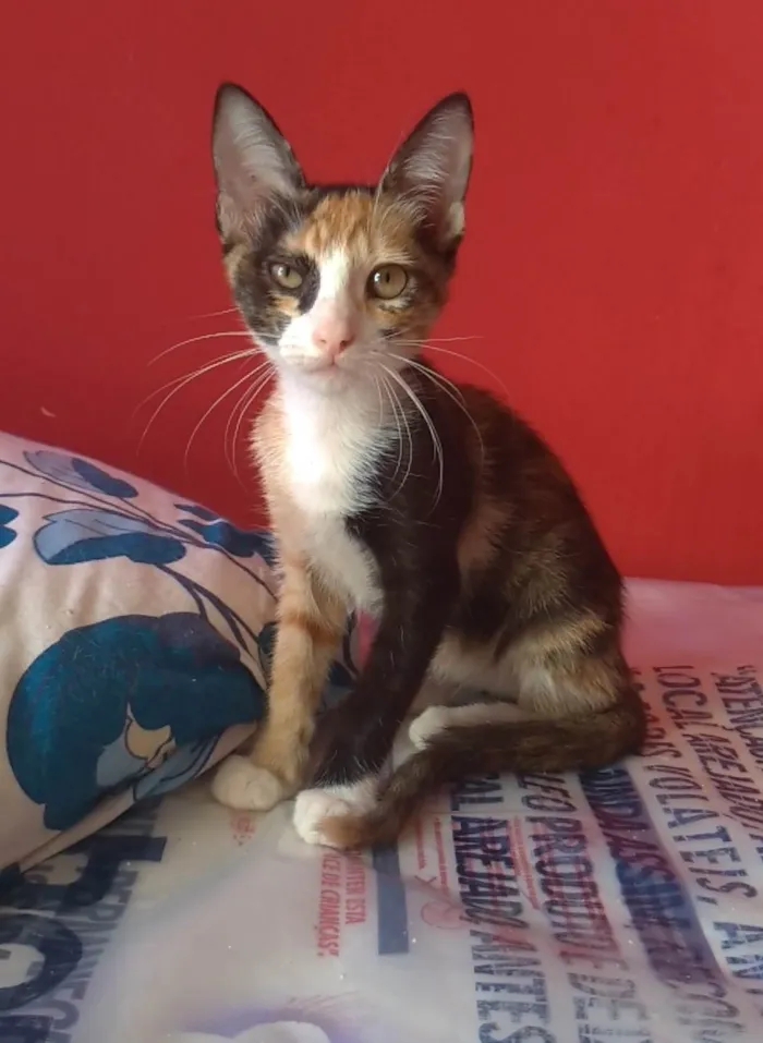 Gato ra a SRD-ViraLata idade 2 a 6 meses nome Amy