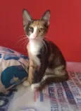 Amy
