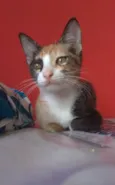 Amy