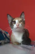 Amy