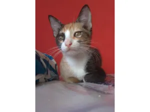 Gato raça SRD-ViraLata idade 2 a 6 meses nome Amy