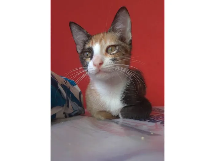 Gato ra a SRD-ViraLata idade 2 a 6 meses nome Amy