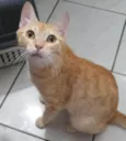 Polaca