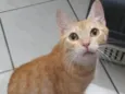 Polaca