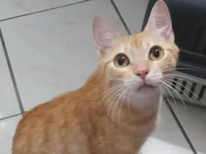 Gato raça Srd idade 7 a 11 meses nome Polaca