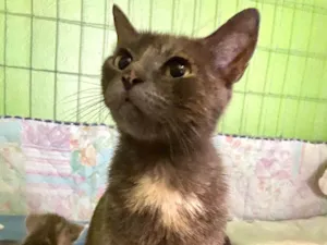 Gato raça Srd idade 7 a 11 meses nome Veruska