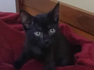 Gato raça Srd idade 2 a 6 meses nome Luk