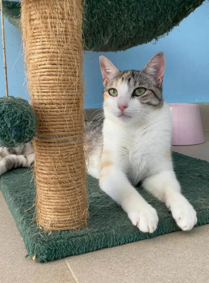 Gato ra a SRD-ViraLata idade 2 anos nome Penélope 