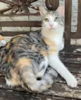 Penélope 