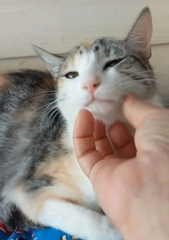 Gato ra a SRD-ViraLata idade 2 anos nome Penélope 