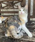 Penélope 