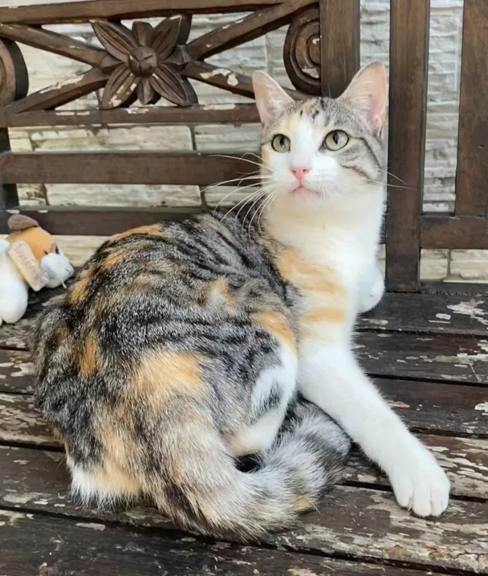 Gato ra a SRD-ViraLata idade 2 anos nome Penélope 