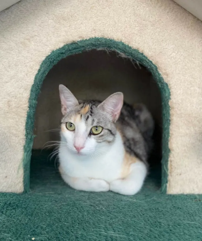 Gato ra a SRD-ViraLata idade 2 anos nome Penélope 
