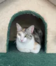 Penélope