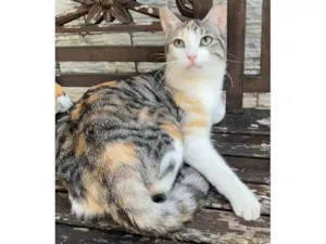Gato raça SRD-ViraLata idade 2 anos nome Penélope 