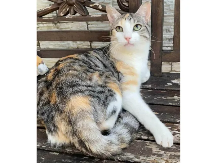 Gato ra a SRD-ViraLata idade 2 anos nome Penélope 