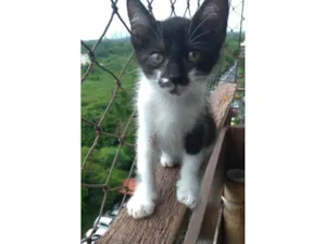 Gato raça SRD-ViraLata idade 2 a 6 meses nome Minji