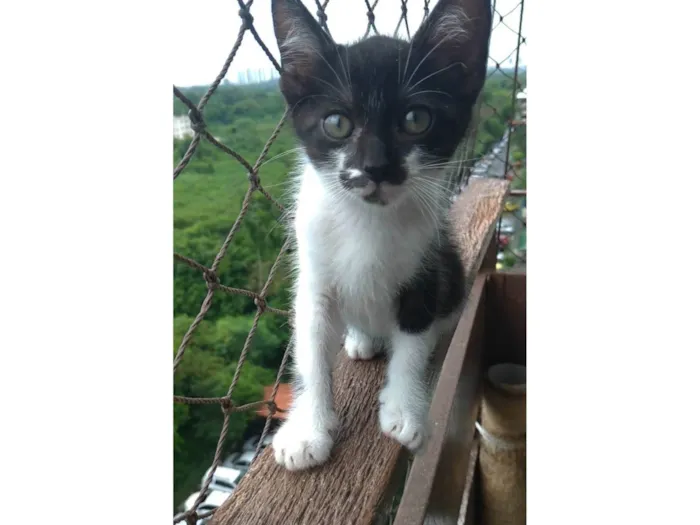 Gato ra a SRD-ViraLata idade 2 a 6 meses nome Minji