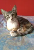 Amora