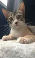 Amora
