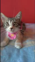 Amora