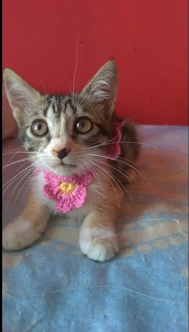 Gato ra a SRD-ViraLata idade  nome Amora