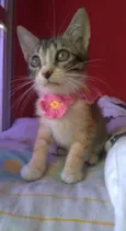 Amora