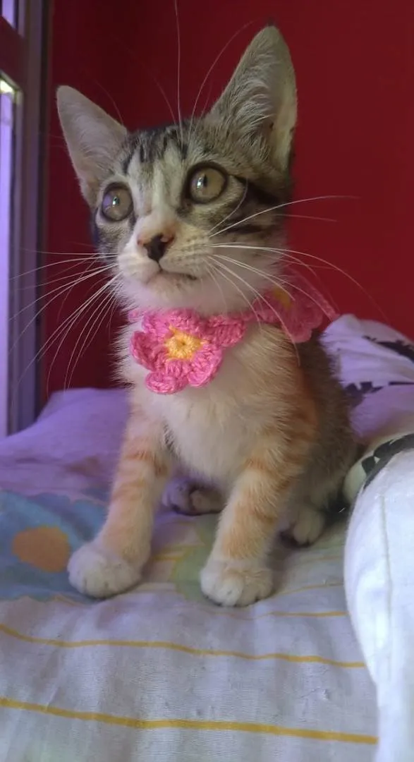 Gato ra a SRD-ViraLata idade  nome Amora