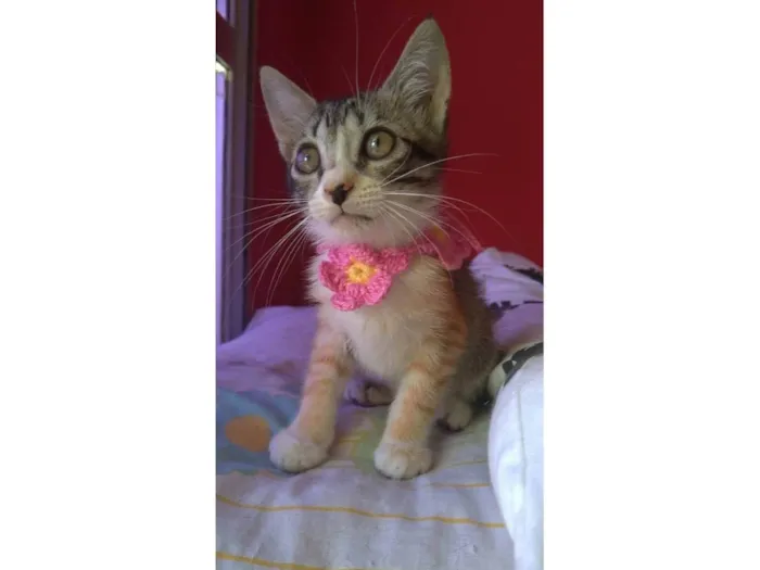 Gato ra a SRD-ViraLata idade  nome Amora
