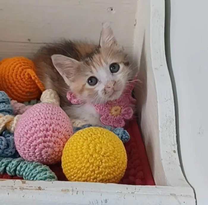 Gato ra a SRD-ViraLata idade 2 a 6 meses nome Diana