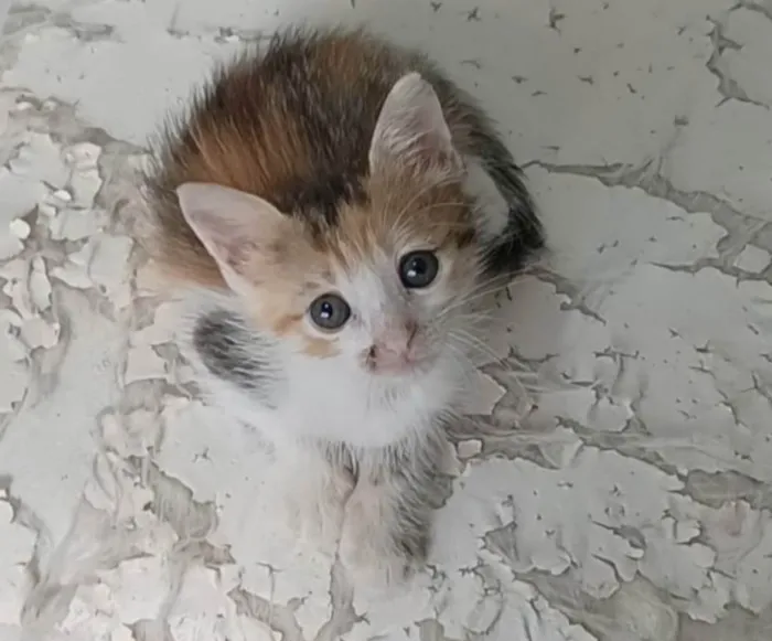 Gato ra a SRD-ViraLata idade 2 a 6 meses nome Diana