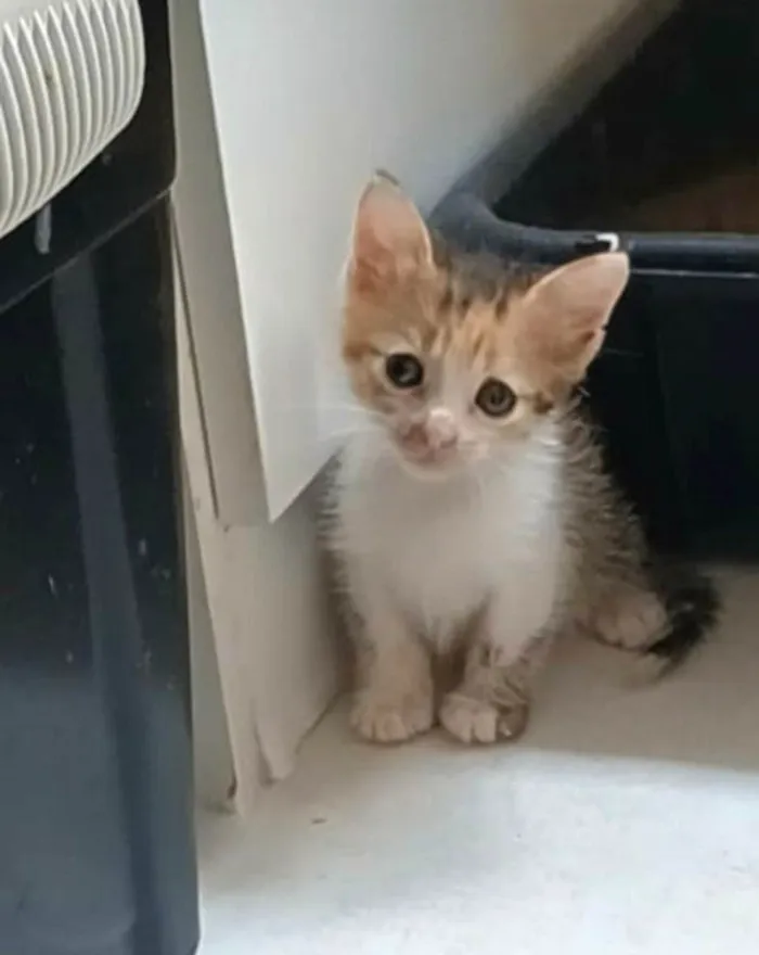 Gato ra a SRD-ViraLata idade 2 a 6 meses nome Diana