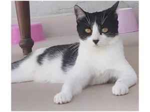 Gato raça SRD-ViraLata idade 2 anos nome Maggie