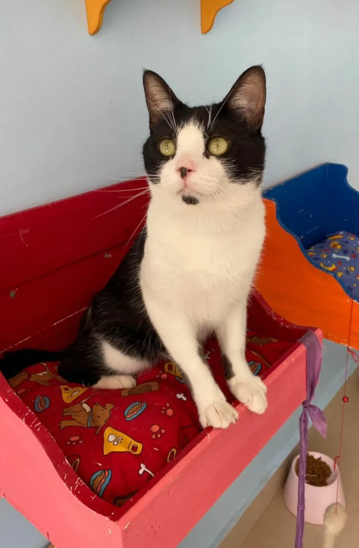 Gato ra a SRD-ViraLata idade  nome Chaplin 