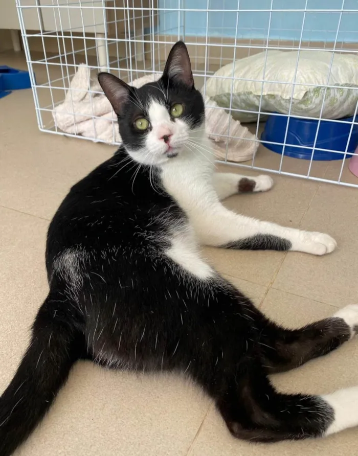 Gato ra a SRD-ViraLata idade  nome Chaplin 