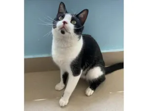 Gato raça SRD-ViraLata idade  nome Chaplin 