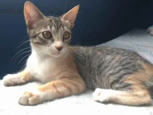 Gato raça SRD-ViraLata idade  nome Amora