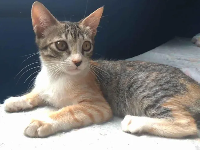 Gato ra a SRD-ViraLata idade  nome Amora