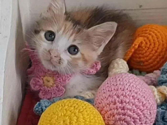Gato ra a SRD-ViraLata idade 2 a 6 meses nome Diana