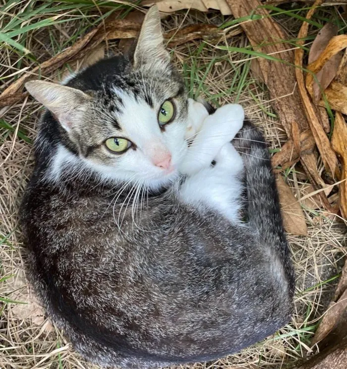 Gato ra a SRD-ViraLata idade 2 a 6 meses nome Felicidade