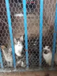 Gatinhos 