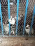 Gatinhos 