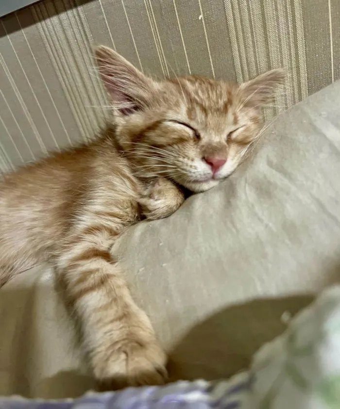 Gato ra a SRD-ViraLata idade Abaixo de 2 meses nome Peter