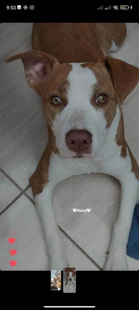 Cachorro ra a Pit-Bull idade 1 ano nome Kiara