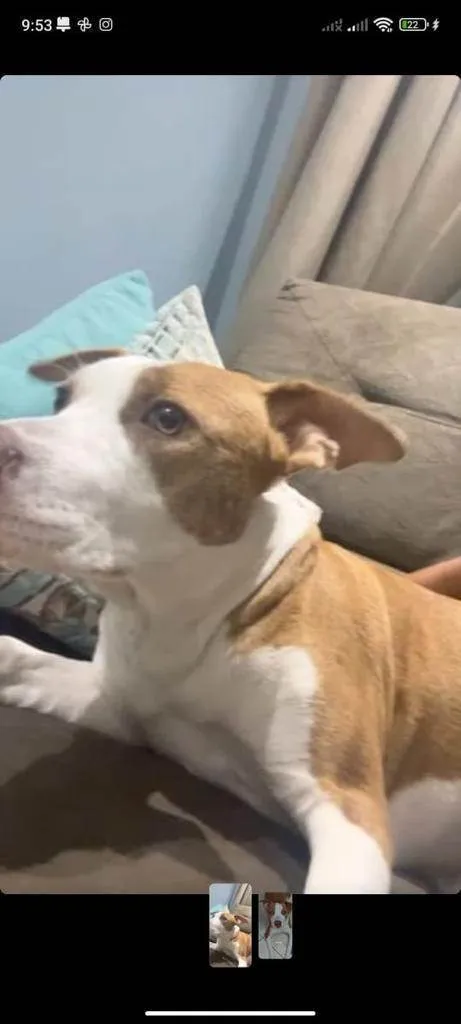 Cachorro ra a Pit-Bull idade 1 ano nome Kiara